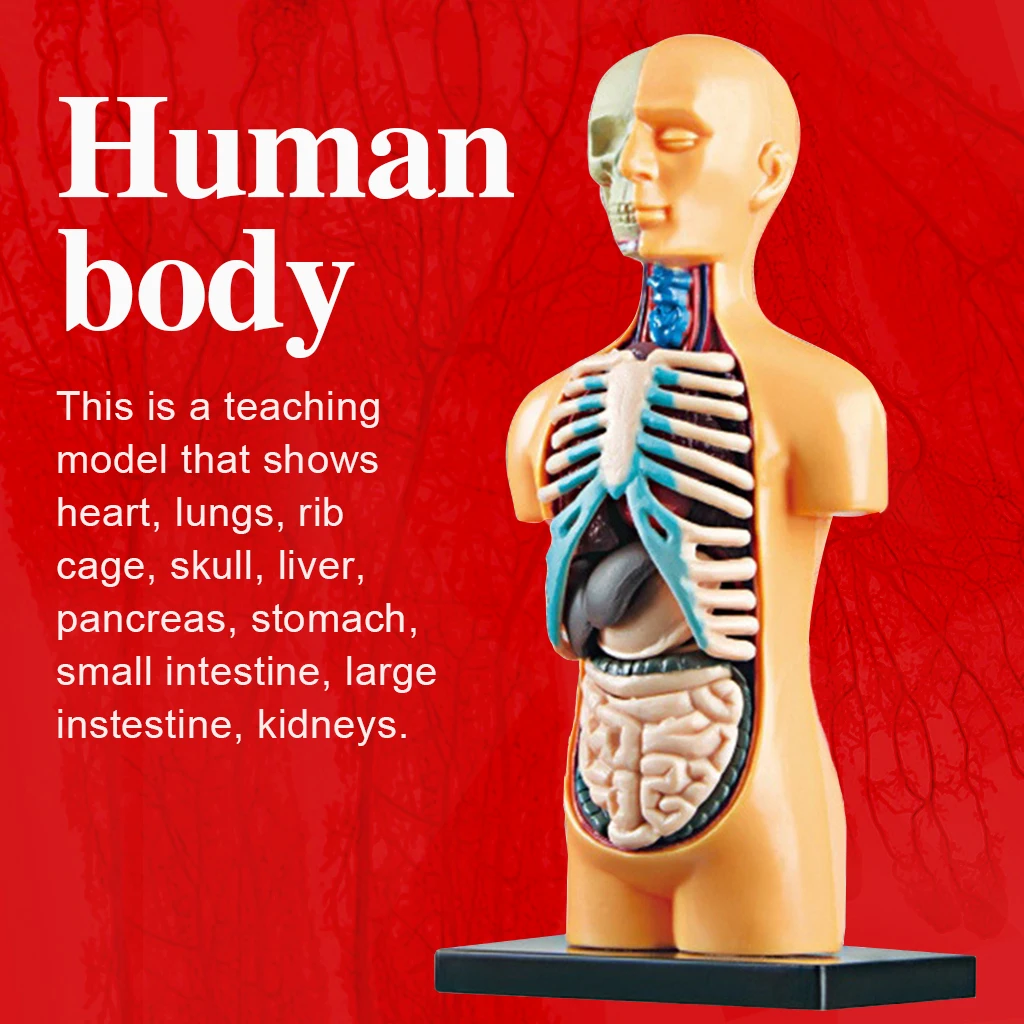 Human Torso Body Model Anatomy Anatomical Medical Internal Organs Manikin Skeleton Model For Teaching Classroom Tools Ages 7+