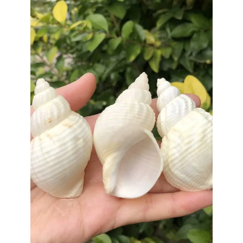 8-12cm Sea Snail Ell Large Pea Crab Replacement Ell Aquarium Festival Party Home Decoration Bracket Decoration Photography Props