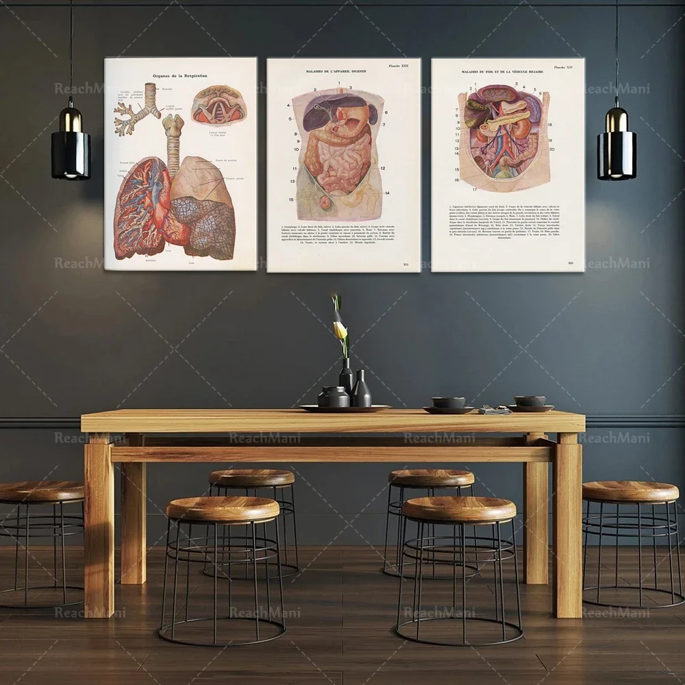 Vintage liver anatomy from 1950, small vintage digestive tract medical poster. Antique anatomical print. medical decoration gift