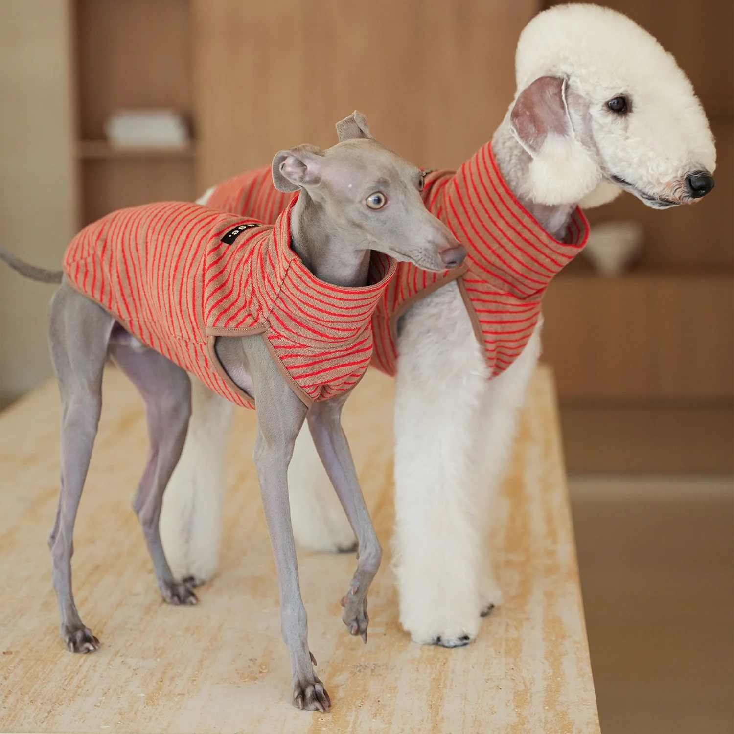 Chaleco de Terciopelo Rojo Suave EGGE para Galgo Italiano con Rayas Blancas y Azules, Camiseta Interior Cómoda para Bedlington, Abrigo de Otoño para Perros