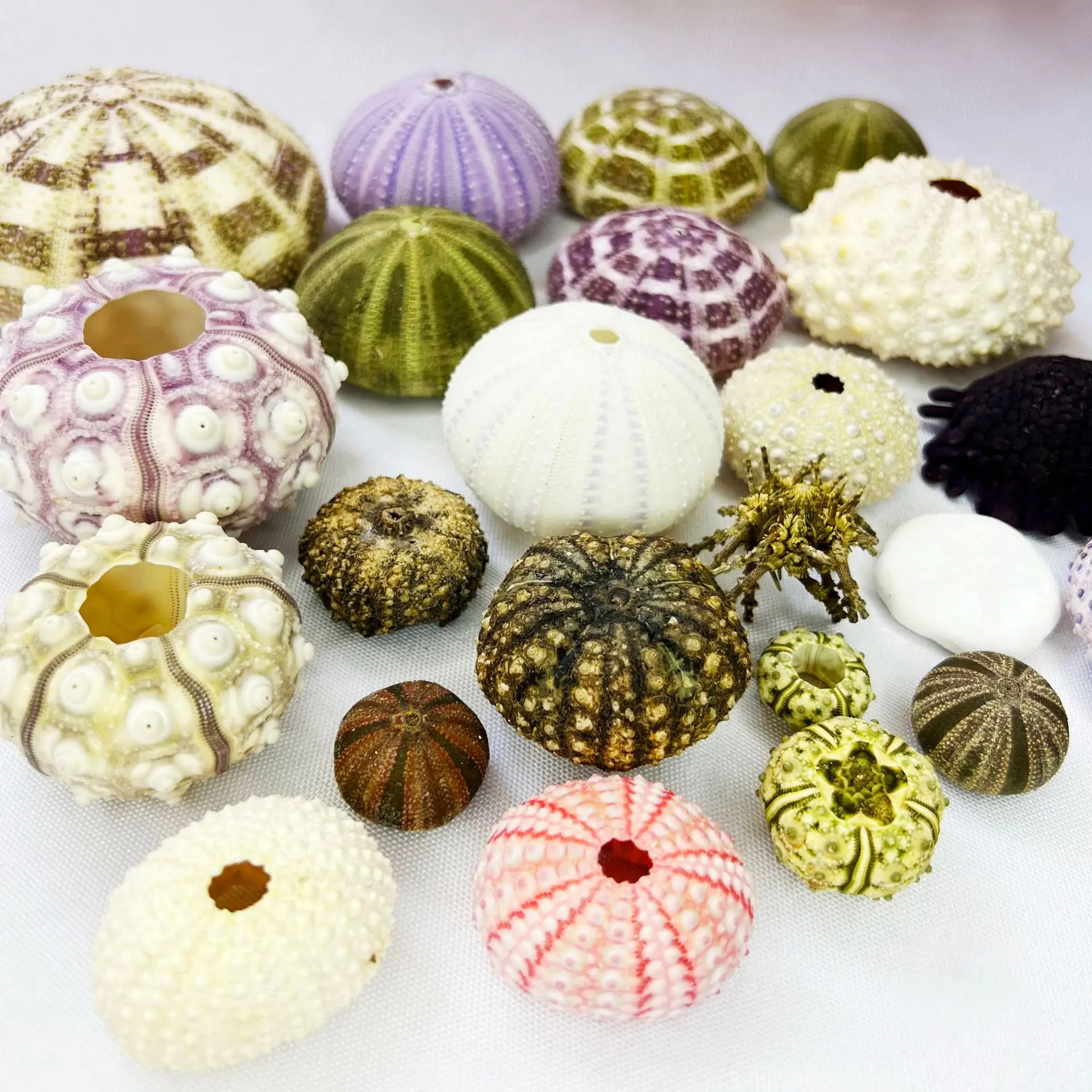 Natural Sea Urchin Shells Various Sizes Specimen DIY Craft Decor Lamp Making Material