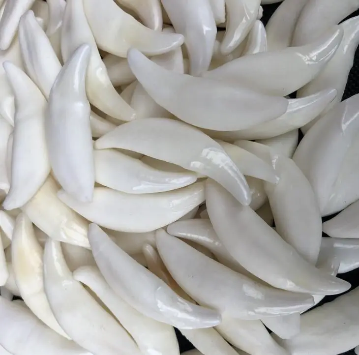 Wholesale 4.5-4.7cm Big Tooth 20Pcs/lot White Real Tibetan Wolf Tooth Teeth Charms Pendant for Bracelet Necklace Jewelry Making