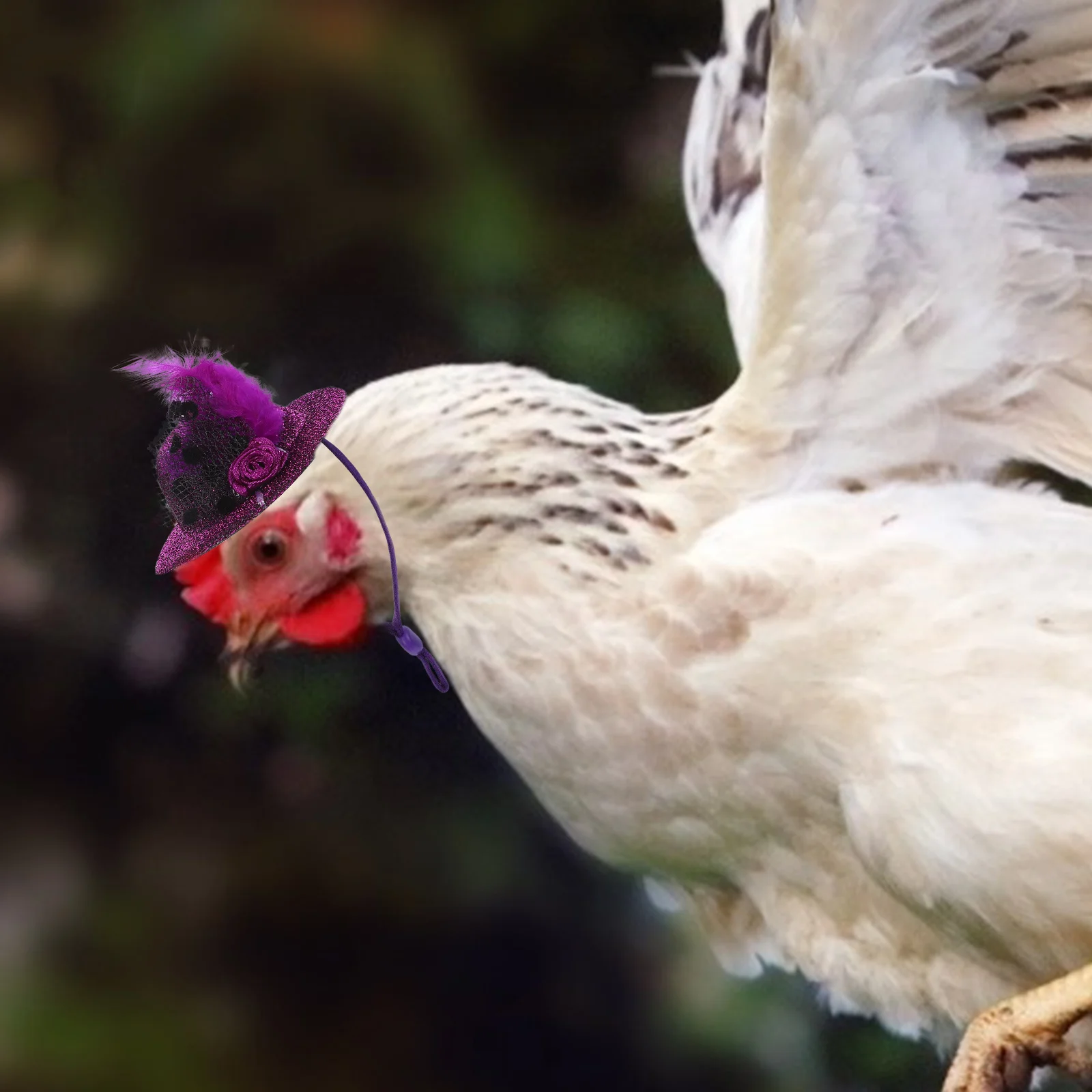 

6 Pcs Hen Hat Hats for Chickens Adjustable Portable Accessories Bird Pp Interesting