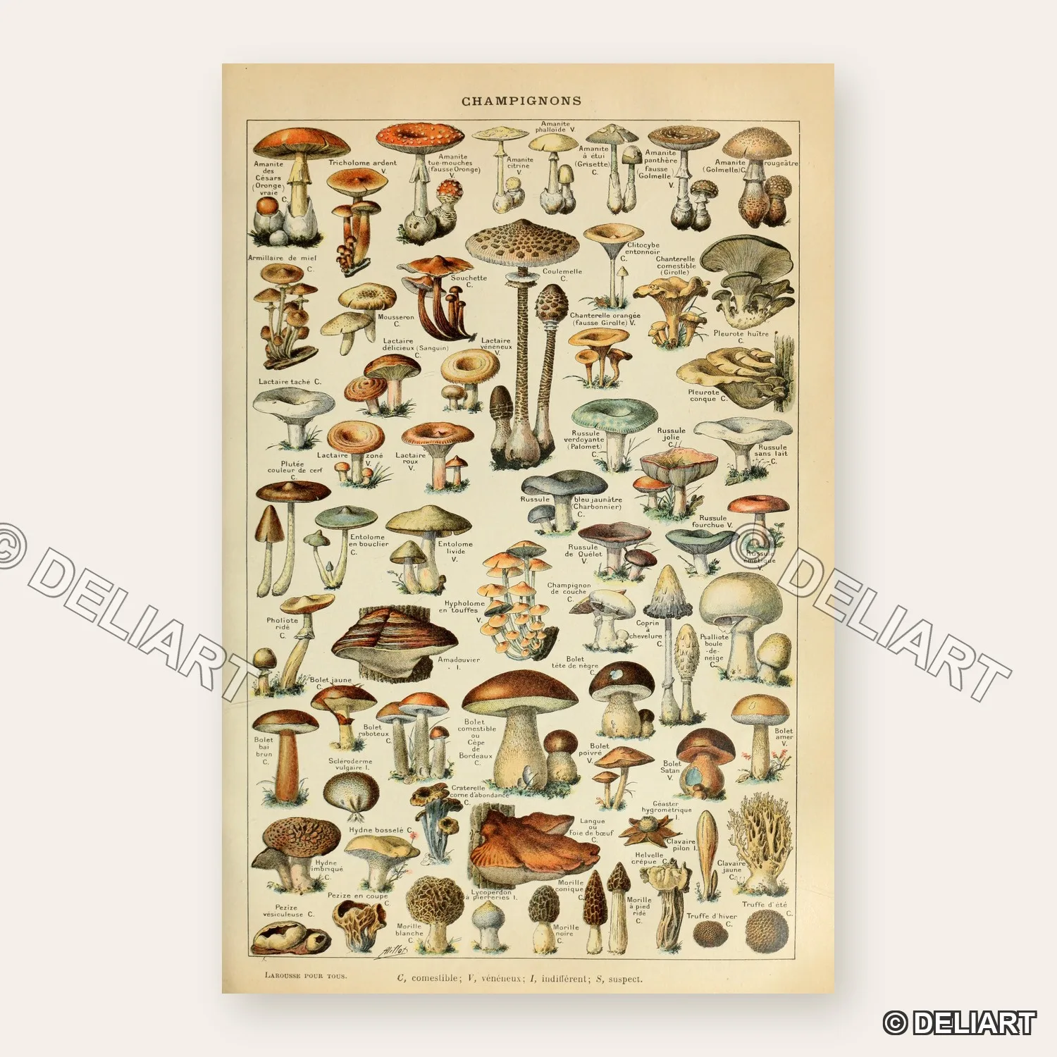 CHAMPIGNONS POUR TOUS - MUSHROOM CHART Canvas Poster Custom Size Available Room Decoration Home Decor Wall Art