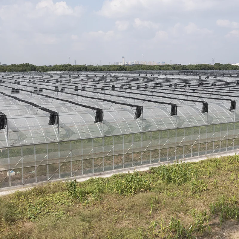 2025년 단일 경간 온실, 외부 차광 필름 온실, 다중 경간 채소 재배 온실