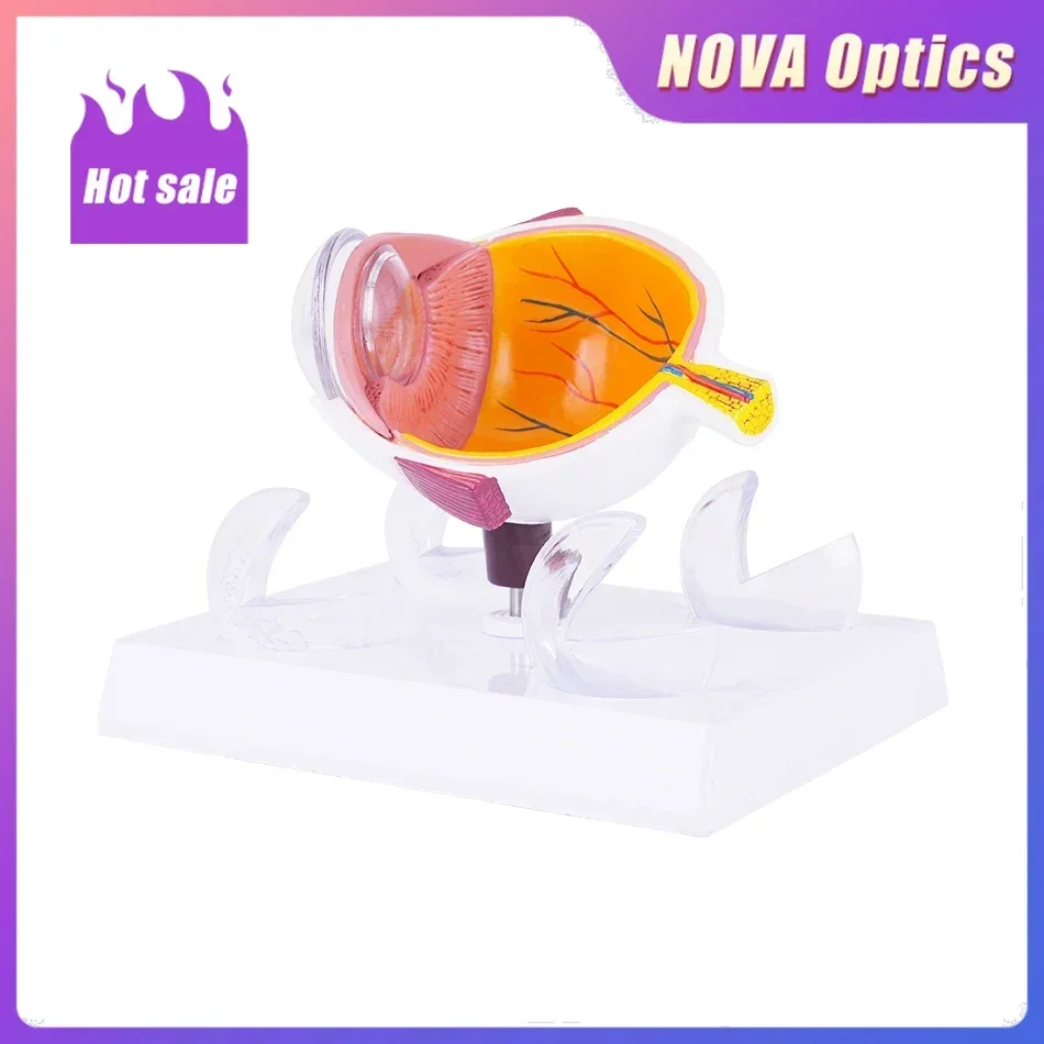 Nova TB-03 Eye Cornea Eyeball Model Human Eye Demonstration Teaching Prop Cataract Anatomy Medical Guide Model