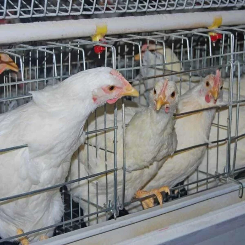 

Best Sales A Type 4 Tiers Chicken Cage For 160 Layers