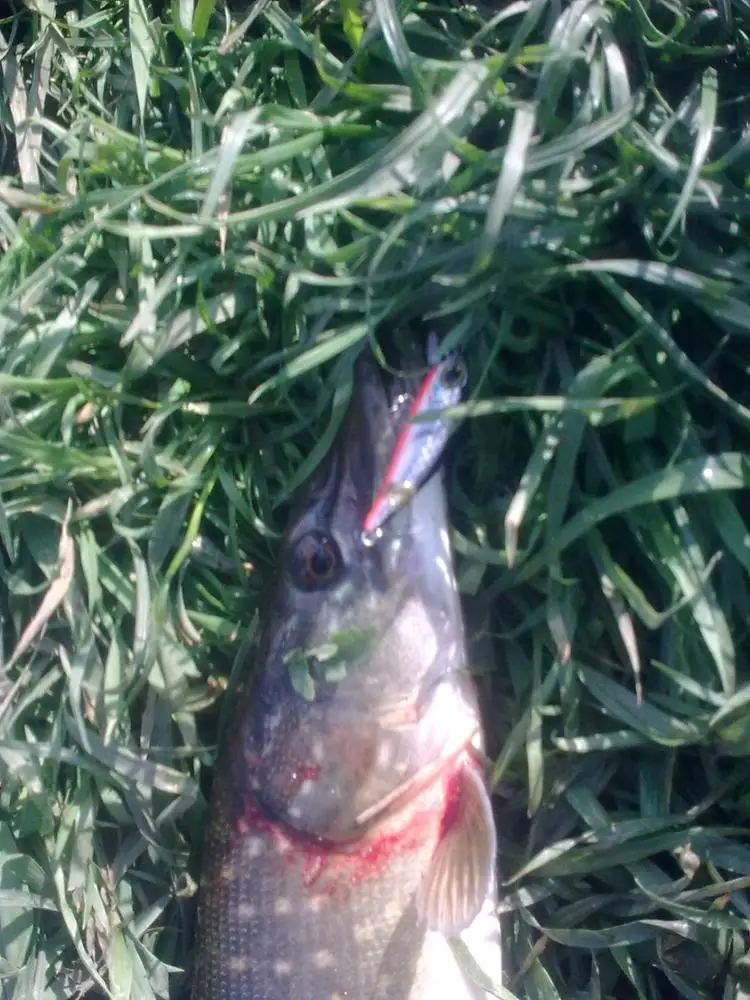 Aoclu-Sinking Minnow Angel rassel, Hart köder Wobbler Köder, Strand, Bass, Jack, Forelle, 14 # VMC Haken, Tauchen, 1,5 m, 45mm, 3,0g – Detail 3