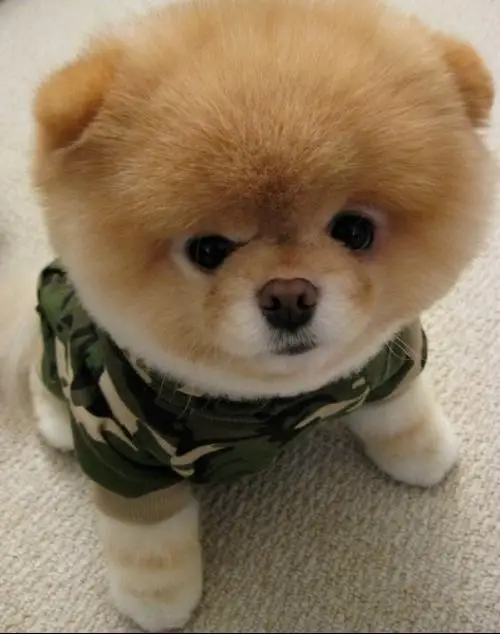 

Чехлы для автомобилей AUDI A7, водонепроницаемые, пылезащитные, для защиты от солнца, дождя и снега, из плотной ткани Оксфорд, полный комплект автомобильных аксессуаров