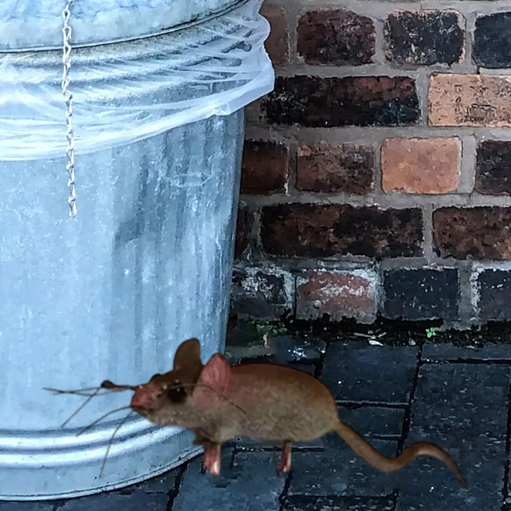 Spoof Prop Lifelike Mouse Animal Ornament Clay Pot Hanger Fridge Toy for Photo Prop Home Decoration