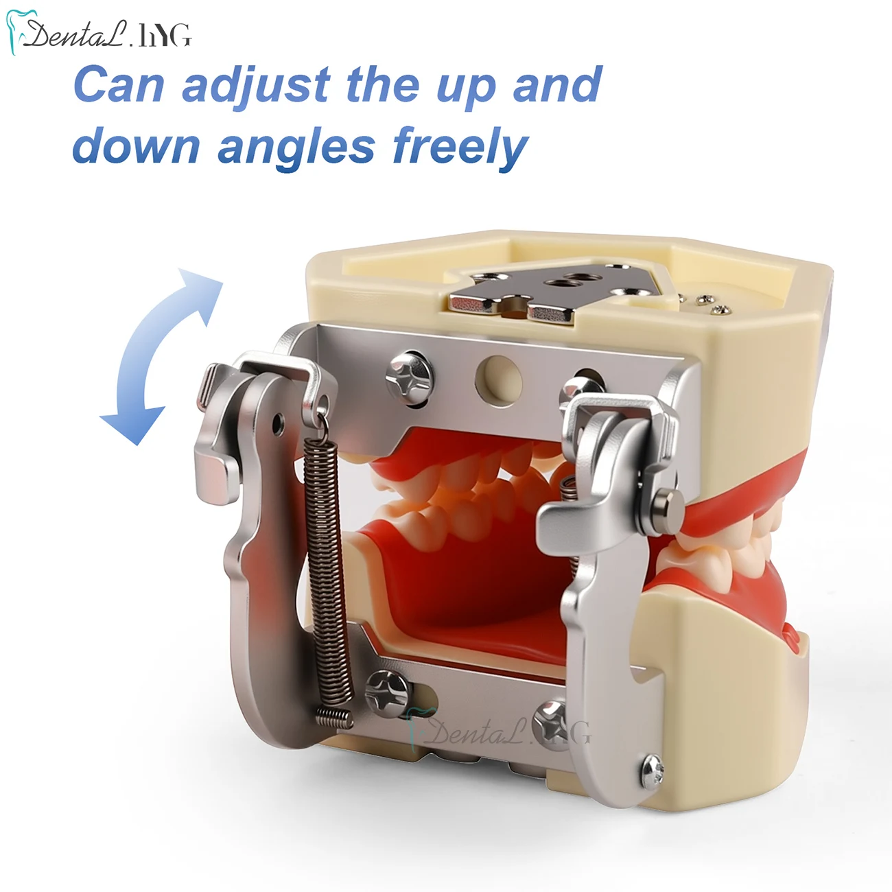 Thumbnail 4 - #11 Latest Dental Teaching Models Offers