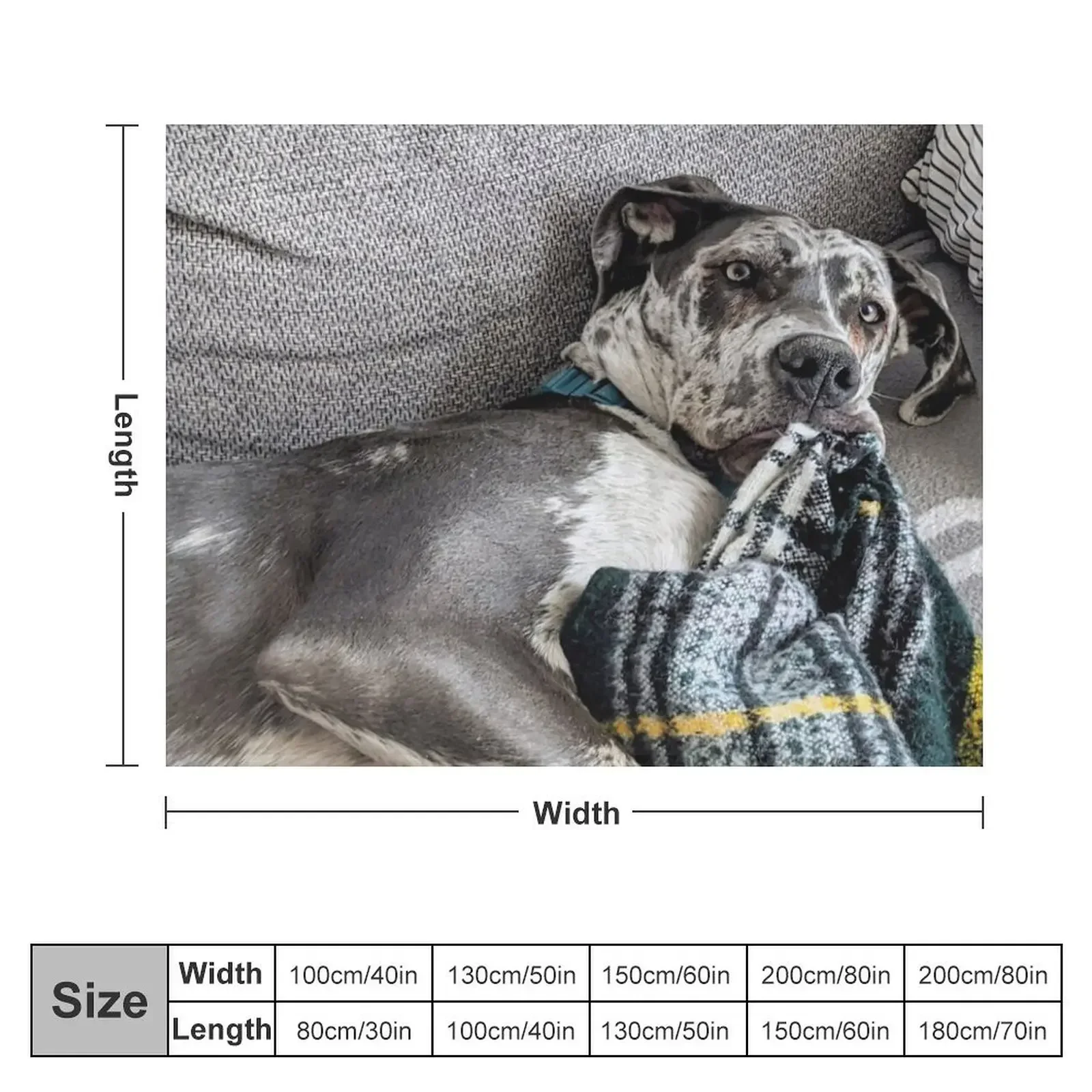 Great Dane Puppy chewing on Blanket Throw Blanket Bed Fashionable funny gift Blankets