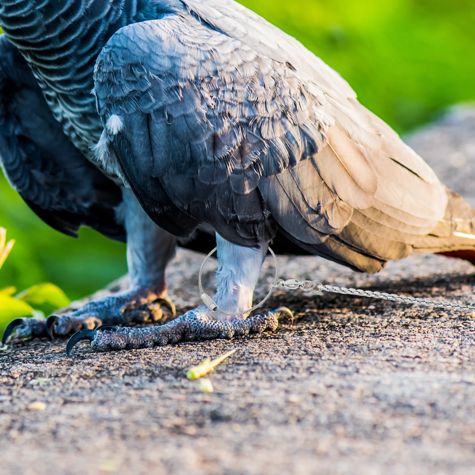 

Alipis Cockatiel Straps Buckles Stainless Steel Bird Anklet Pet Leash Parrot Flying Rope Foot Chain Animal Safety