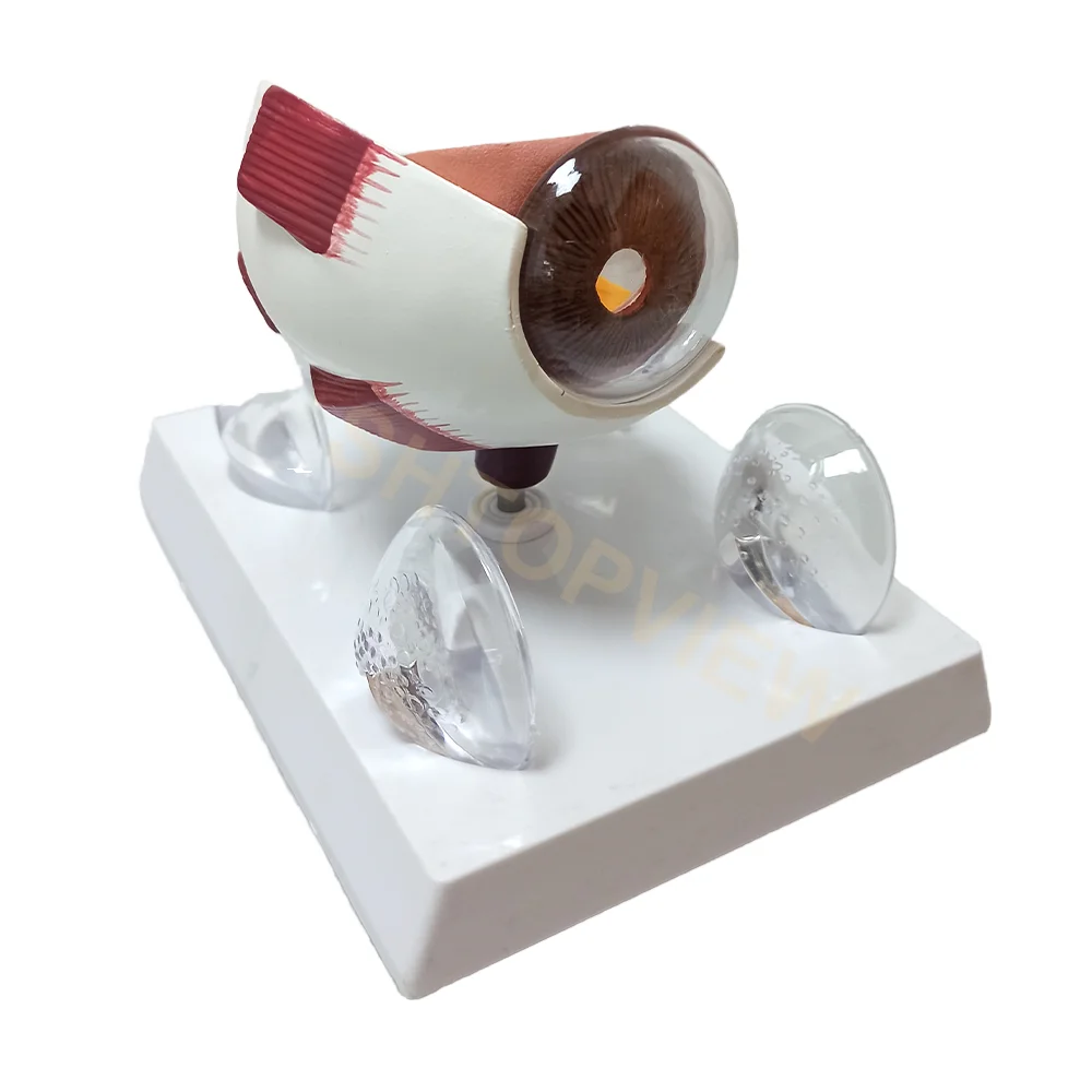 LTB-M2 Optical Instruments Ophthalmic Equipment Model with Eye Machine Other Features Ophthalmology Model for Hospital Clinics