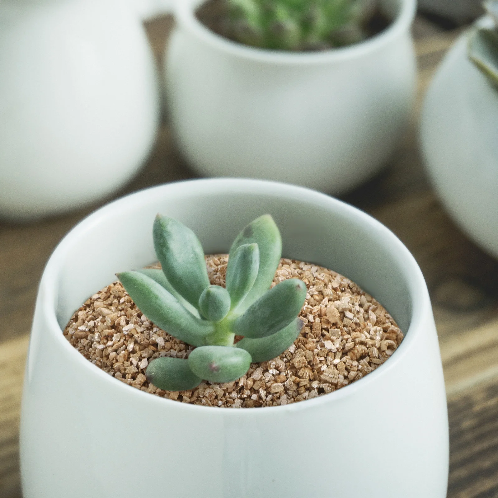 

3L Horticultural Vermiculite Expanded For Plants Mushrooms Germination Growth Garden Terrarium Substrate Bulk Medium Gardening