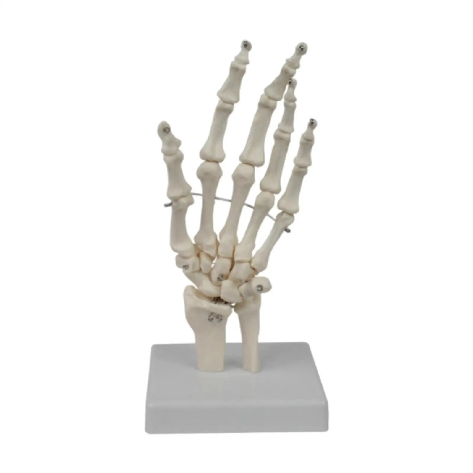 

Human Hand Joint Model Human Skeleton Model Education Lightweight Sturdy Realistic for Research