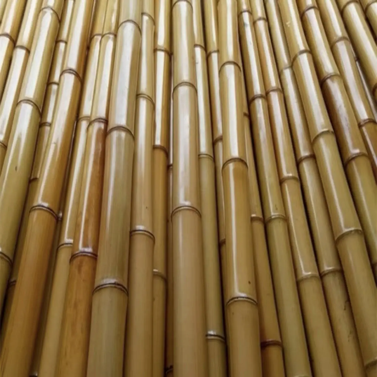 White bamboo frame interior decoration ceiling outdoor fence fence bamboo