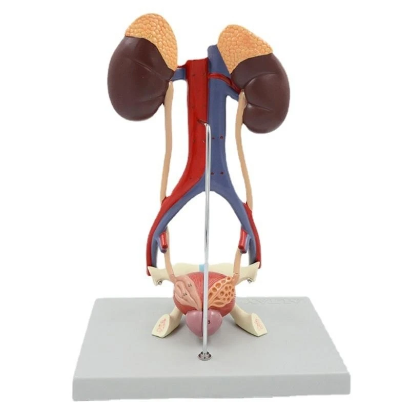 T3LB Human Urinary System Model Detached 5Part Human Urinary System Anatomical Model