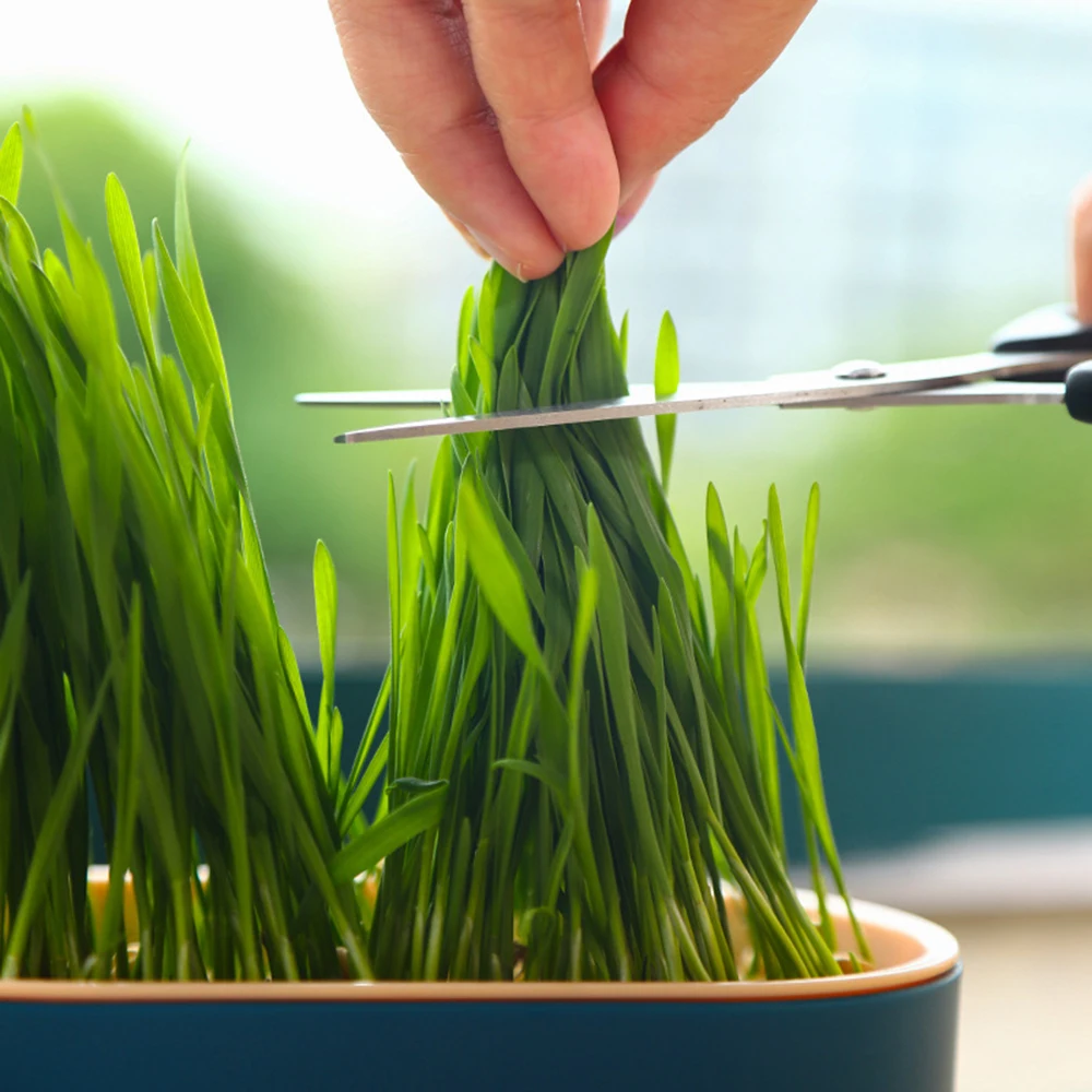 Pet Cat Grass Potted Hydroponic Plant Digestion Growing Tray Greenhouse Snack To Hair Ball Cleaning Stomach Grass Pot Grow Box