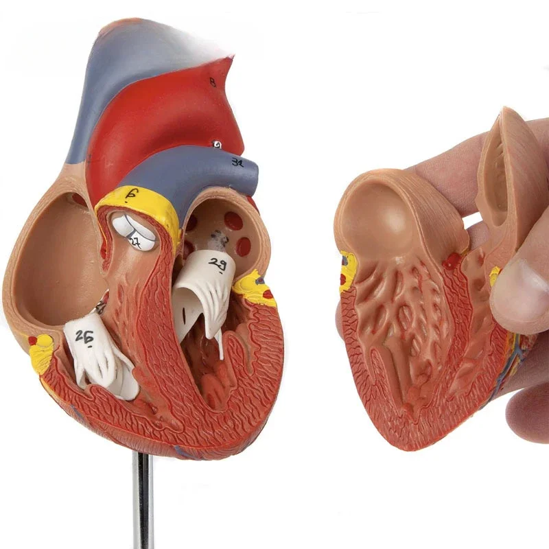 1:1 نموذج تشريح قلب الإنسان بالحجم الطبيعي موارد تدريس العلوم الطبية