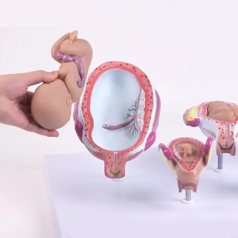 Fetal Embryo Development Model for Medicals Education with Realistic Features K92C