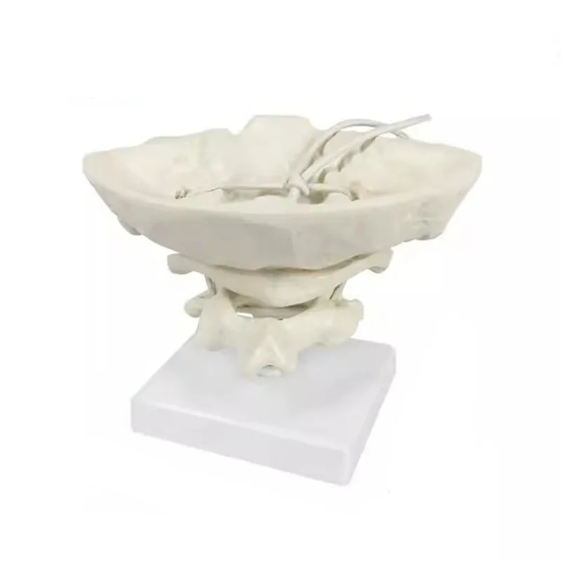 Medical Human Cervical Spine Anatomical Model Occipital Bone Model Detachable Study Display Teaching Medical Model