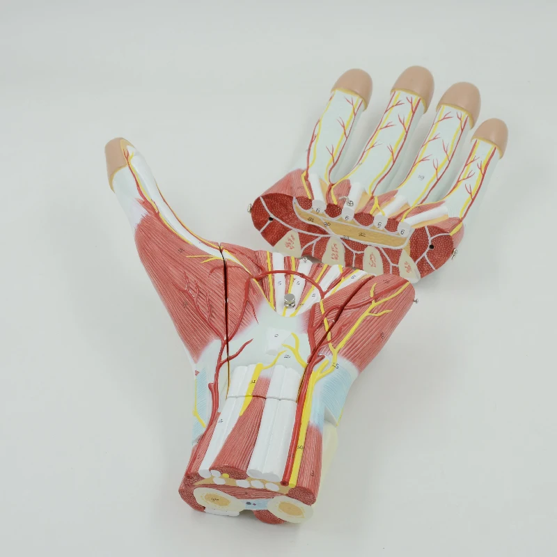 

Enlarged Human Hand Muscles Model 3 Parts Nerves and Blood Vessel Anatomical Tool Medical Teaching Educational Equipment