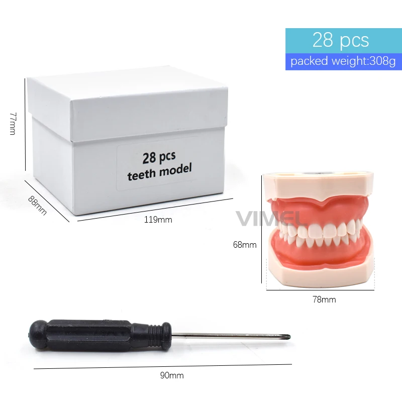 28/32 pcs Teeth Dental Teaching Model Removable Training Typodont Teeth Model