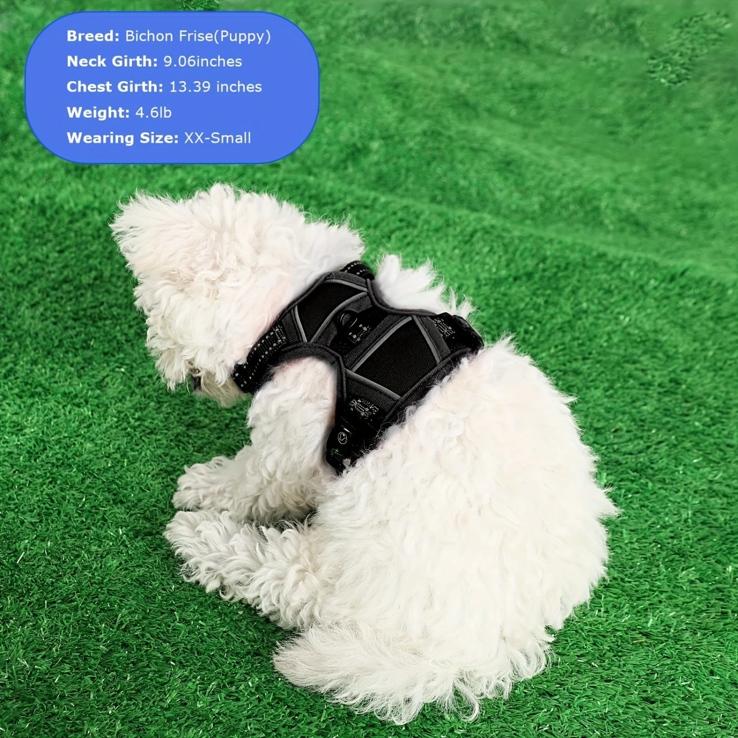 Harnais en maille douce pour petit chien, gilet rembourré confortable pour chiot et chat, sans traction, noir