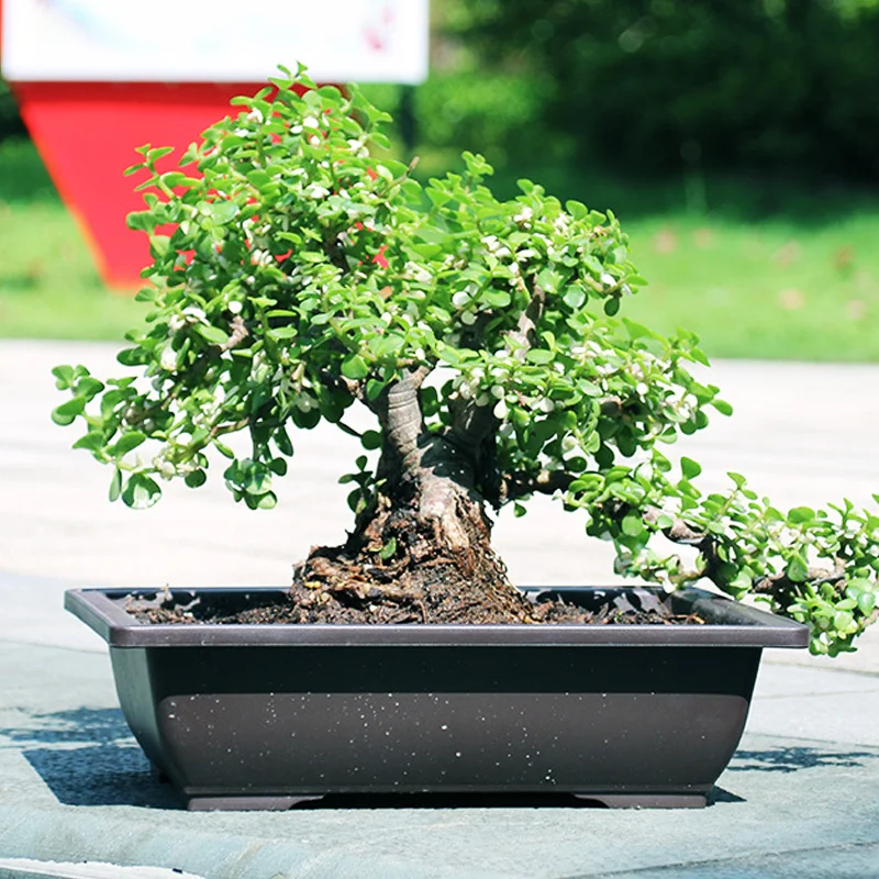 Doniczki imitacja purpurowa glina sukulenty doniczki prostokątna kwadratowa donica ogrodowe doniczki do kwiatów krajobrazowe doniczka do Bonsai tace