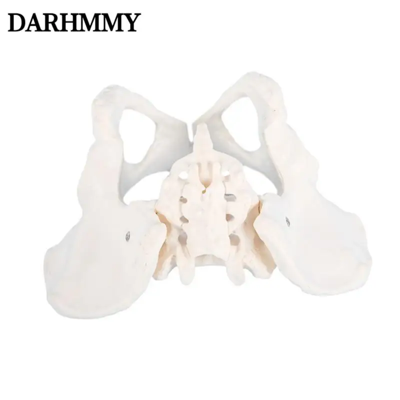 

DARHMMY Female Pelvis Teaching Model Life Size Anatomical Model Learn Kit