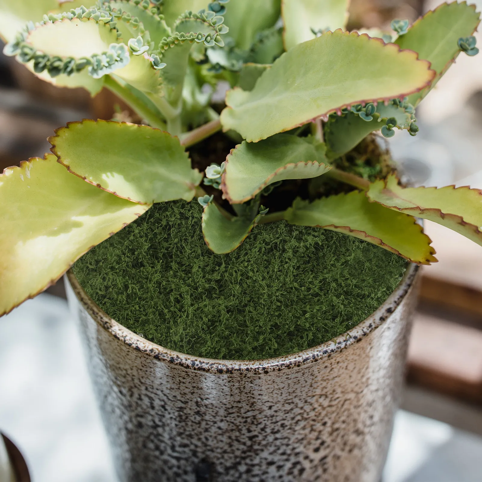 

Реалистичный искусственный моховой коврик для декора внутри и снаружи помещений, зеленый наполнитель для кашпо, террариумов, DIY венков, центральных композиций, имитация растений