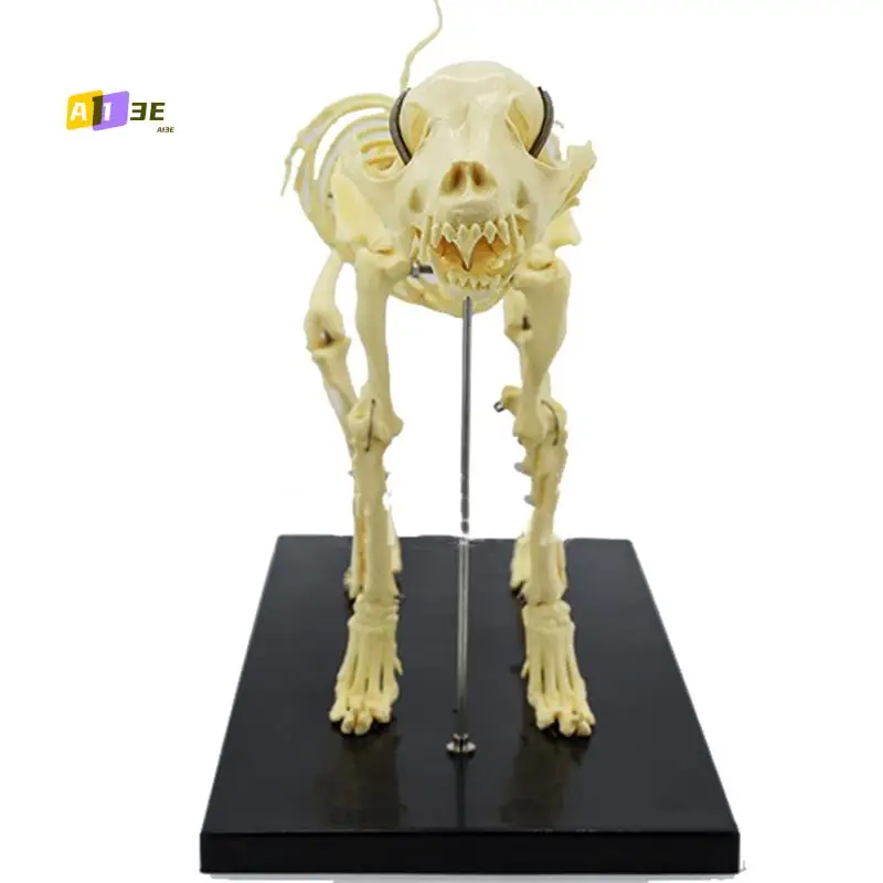 

A13E-модель скелета собаки, анатомия собаки, обучающая модель животных, лабораторный ветеринарный обучающий демонстрационный инструмент