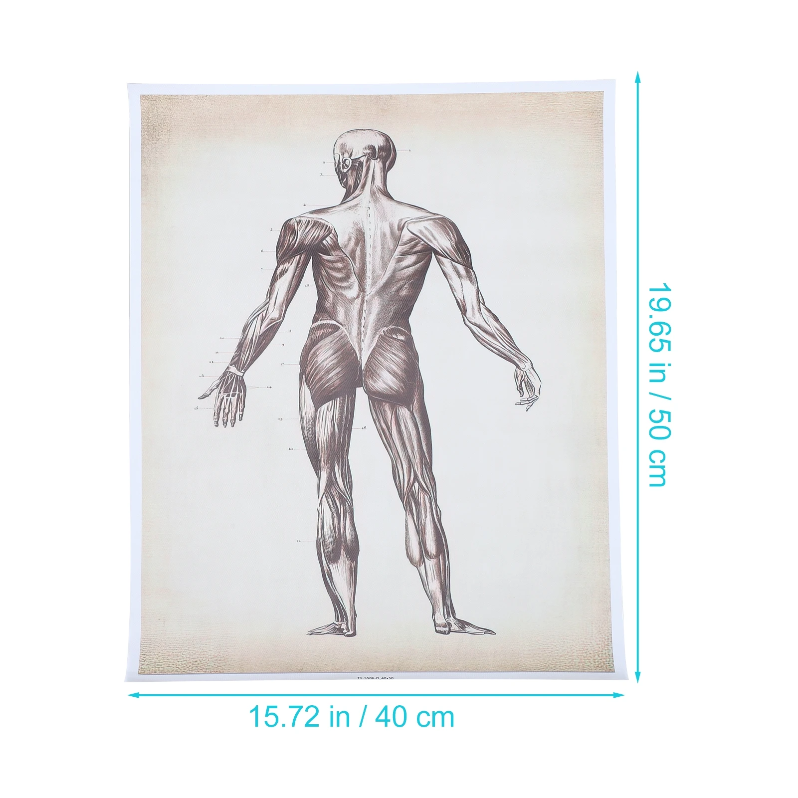 

Human Anatomy Skeletal System Chart For School Classroom Laboratory Decorative Educational Canvas Poster Brain