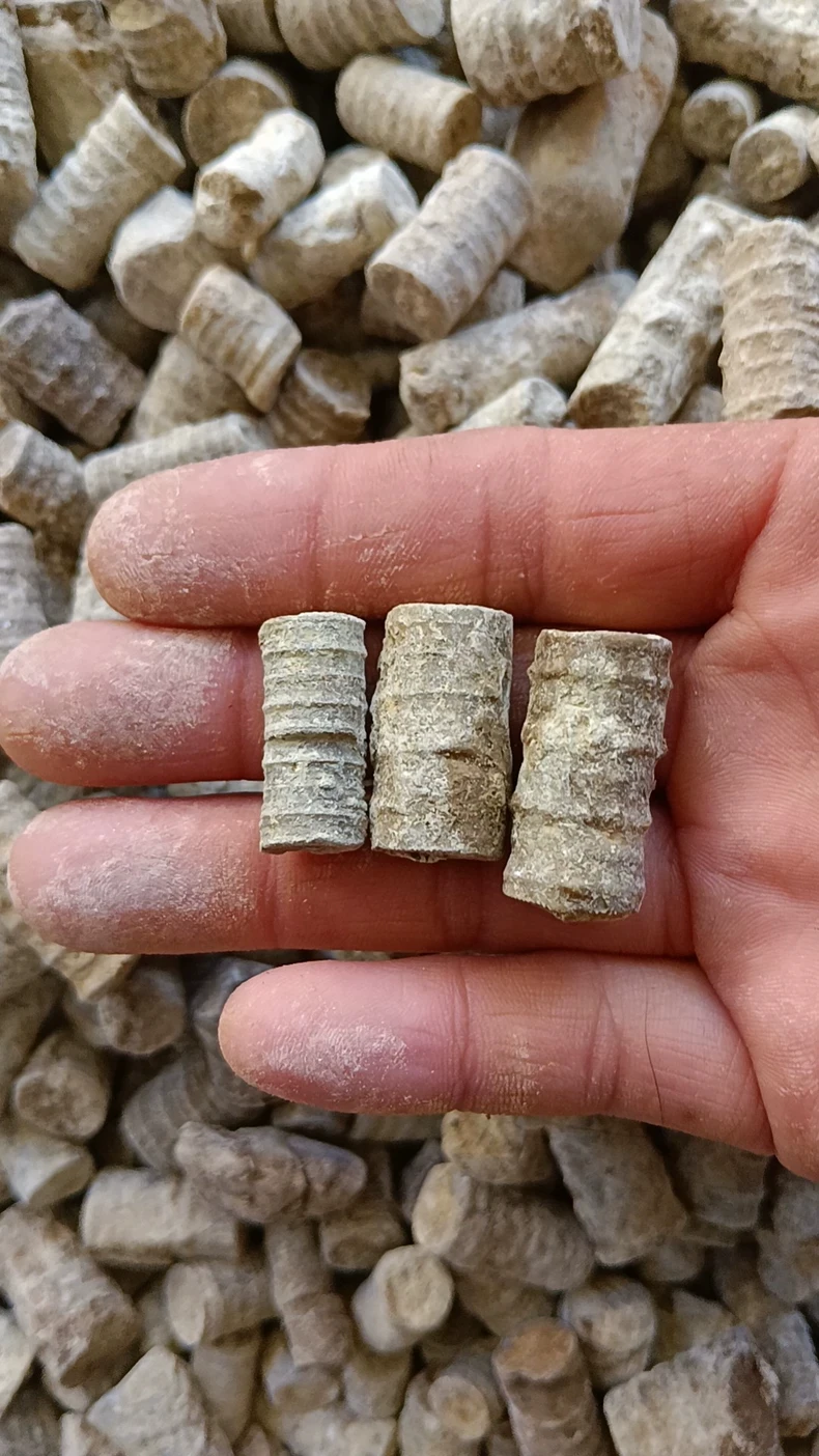 1 Crinoid Bag 20g Sea Lily Stars Real  For Aquarium Terrarium Collector Cambrian Stone