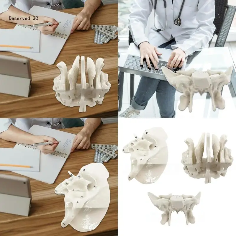 Human Skeleton Model for Anatomy Ethmoid Bone Model Teaching Aid Practical Temporal Bone Model Hospital Supplies