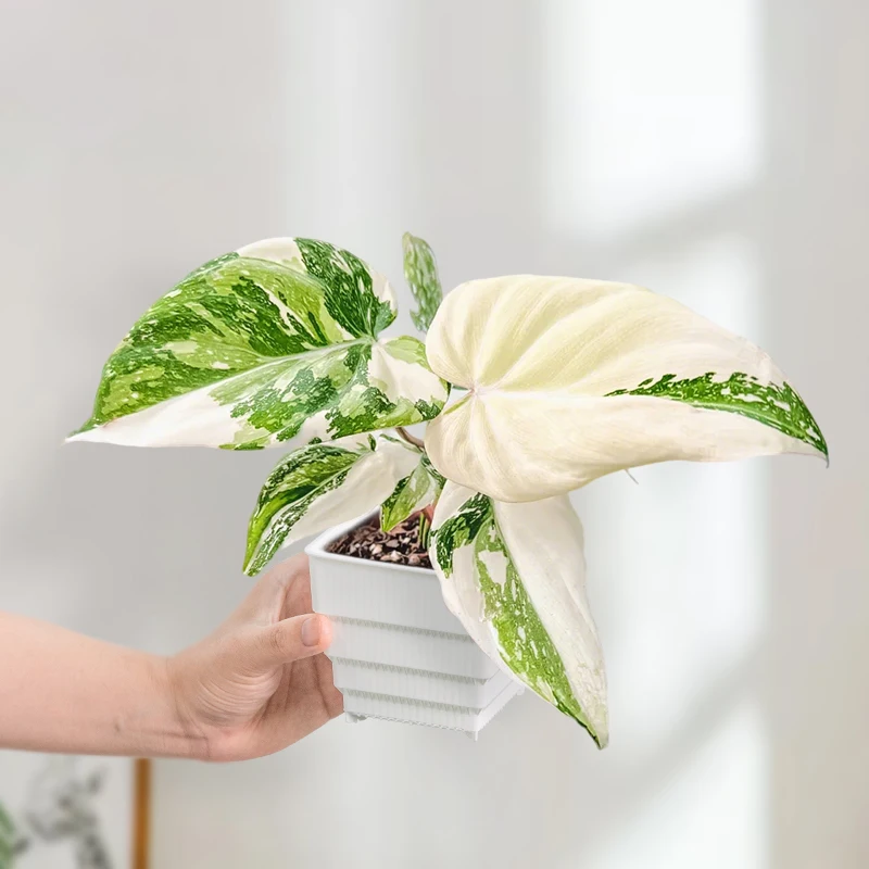 Meshpot Air-Pruning Square Pots for Aroids Tropical Plants - Breathable Root Control Planters with Drainage (Multi Sizes)