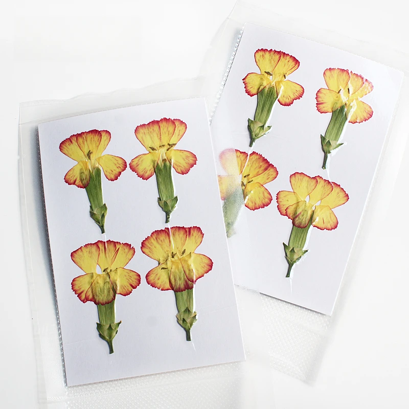 Natur geprägte Polystyrol Nelke, neue primäre getrocknete Blume DIY Epoxy Handytasche Blumen Lesezeichen Hochzeitsdekoration, 4 Stück – Detail 7