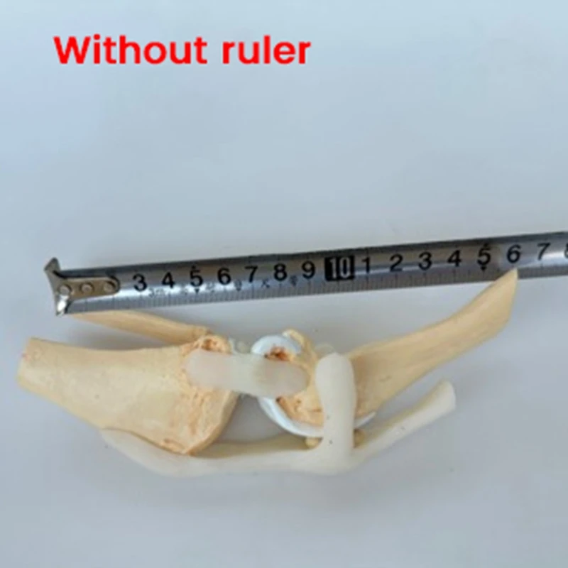 ABYC Canines Knee Model Dog Joint Anatomical Model Dog Skeleton Model Animal Skeleton Anatomy Medical Science Gift