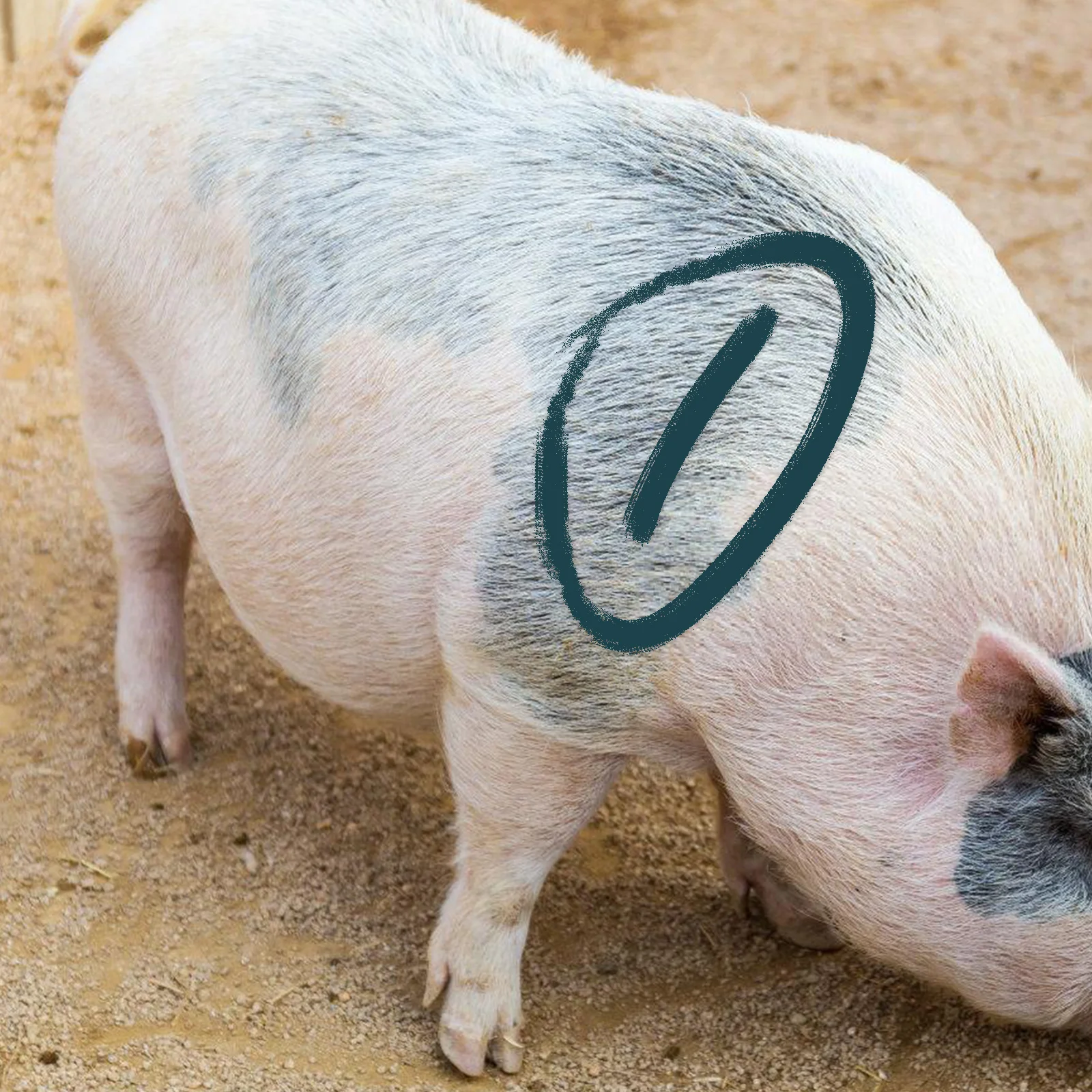 

5 Pcs Livestock Marker Cattle Sorting Stick Animal Marking Wax Crayons Farm Pens Farming Tools Cow Identification