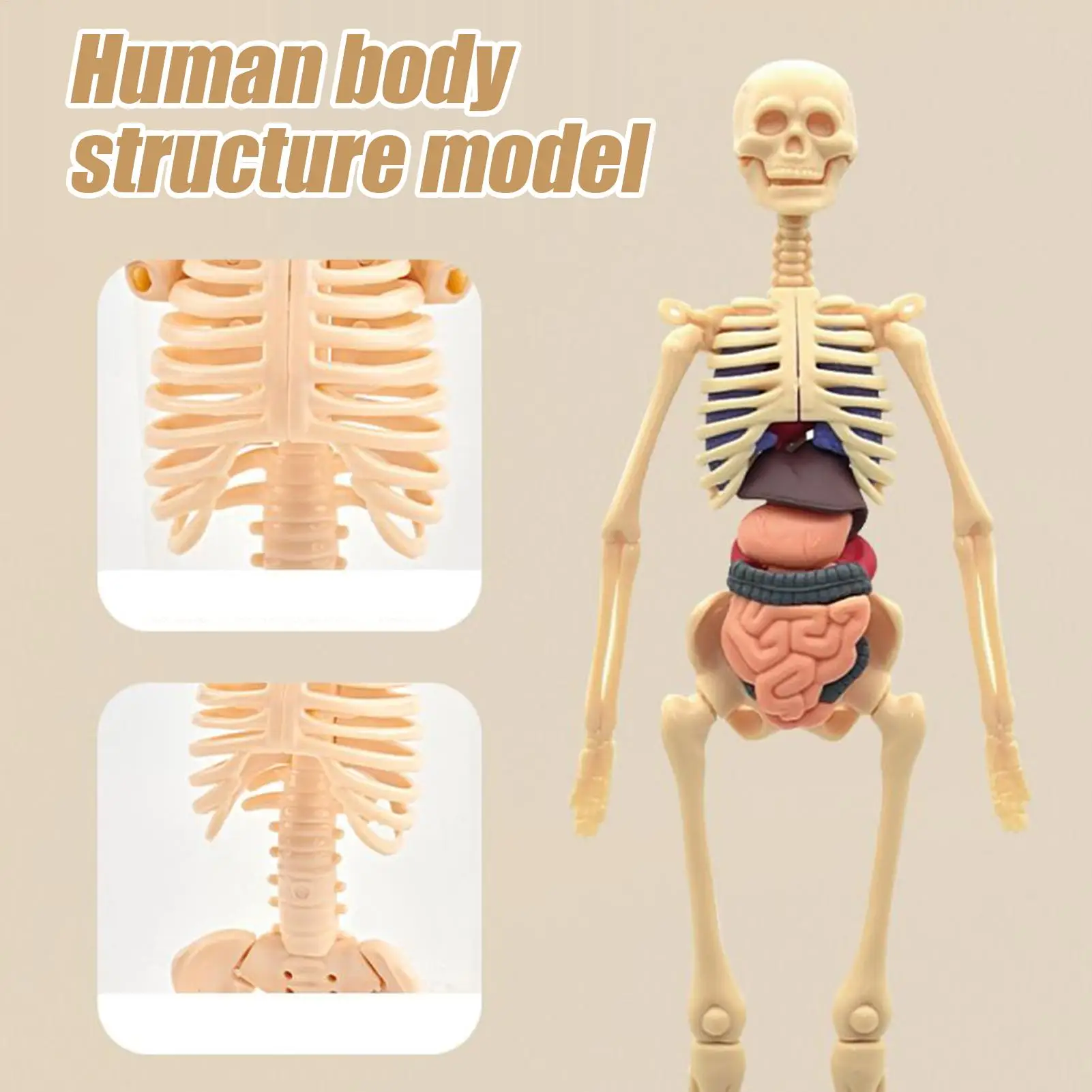Human Skeleton Model For Anatomy 3D Human Torso Anatomical Model Assembly Educational Toys For Kids Ages 6 School Classroom