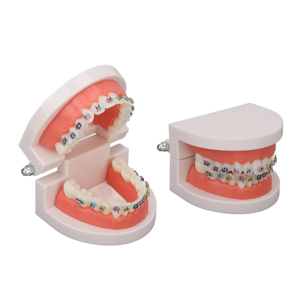 Standard Dental Typodont Teeth Model Demonstration Adult Typodont Orthodontic Metal Bracket Standard Teaching Model