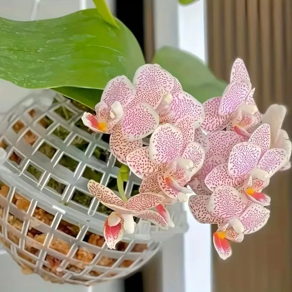 5Pcs Reusable Empty Porous Suspension Ball Plastic Diameter 80/100/150mm Hanging Planter Balls Transparent Hollowed