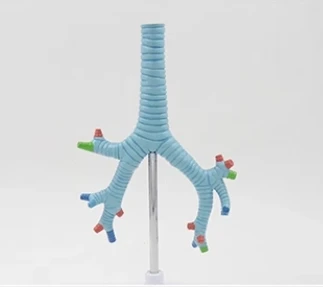 Tracheal bronchus Lung segment bronchial model organ model teaching demonstration model 16*5*23cm