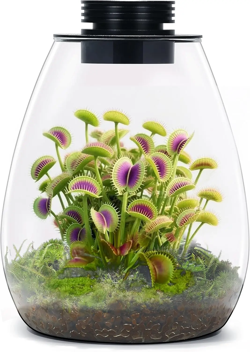 Glass Terrarium with Grow Light (H:7.8" D:6.7"), for Succulent, Moss, Miniature Gardening Landscape, Betta Fish Tank, Indoor Pla
