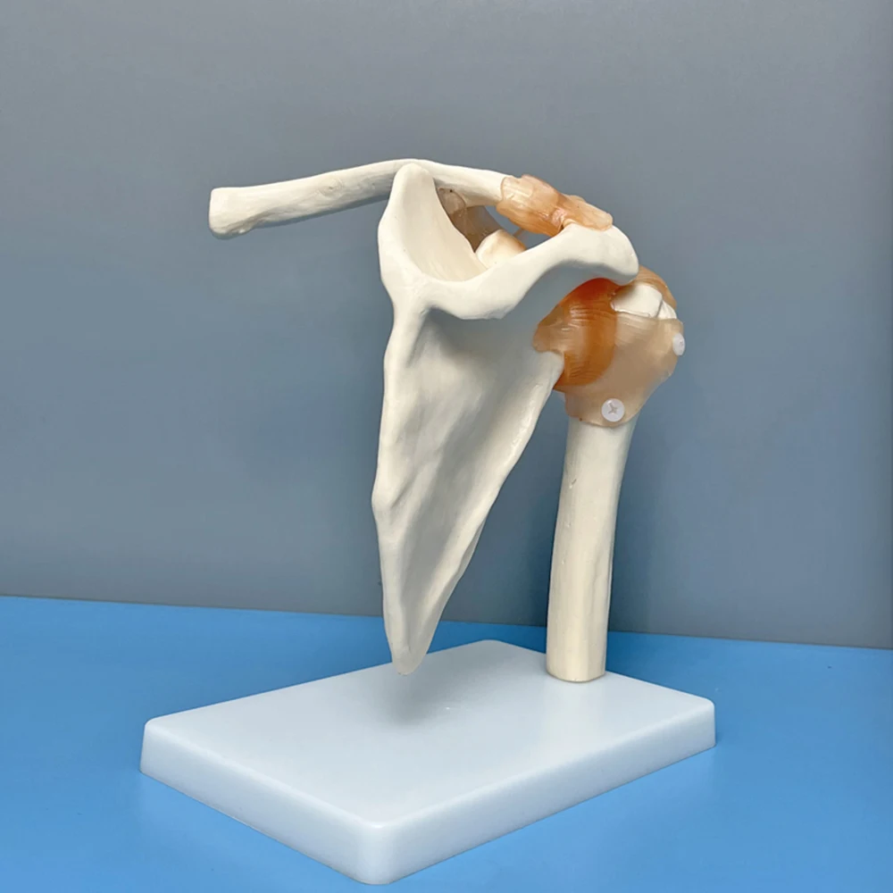 PVC Shoulder Joint Model Human Shoulder Bone Ligament Scapula Clavicle Anatomical Structure Orthopedic Medicine Teaching Mold