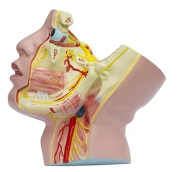 Trigeminal Nerve and Its Branches Model Medical Science Human Anatomical Simulator Educational Equipment Teaching Aids for Middl