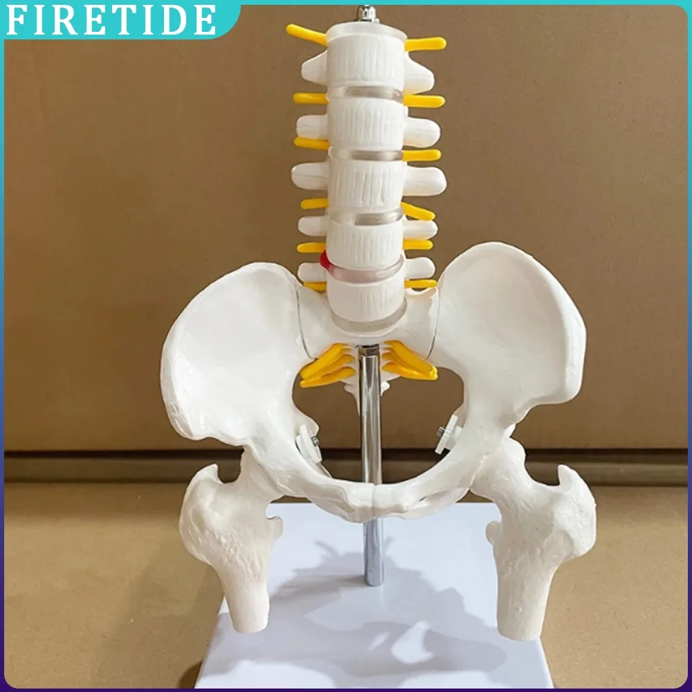 حوض نصف بالحجم الطبيعي مع 5 نماذج فقرات قطنية، إصلاح العمود الفقري القطني بعد الولادة لمفاصل الحوض إطار هيكلي متحرك #1