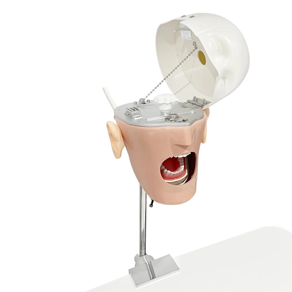 Dental Phantom Head Model with Drain Pipe Manikin Head Model Dental Simulator Removable Teeth for Dental Lab Instrument