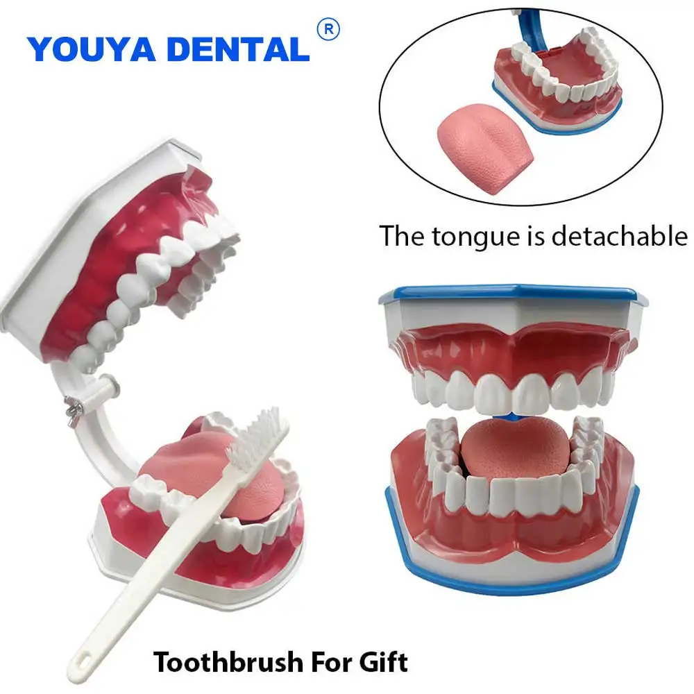 

Brushing Model With Tongue & Toothbrush Dental Models For Teaching Studying Education Model Dentistry Dentist Materi